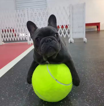 Pet Oversized Ball Toy